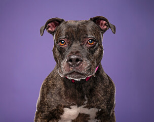 cute dog on an isolated background in a studio shot