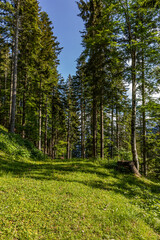 foto in verticale con vista su un verde bosco di montagna, di giorno, in estate, con alti alberi di conifere e un prato, sotto un cielo azzurro e sereno, illuminato dal sole