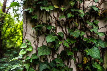 edera dalle foglie verdi che cresce in gran quantità lungo la parete di un edificio abbandonato, di giorno