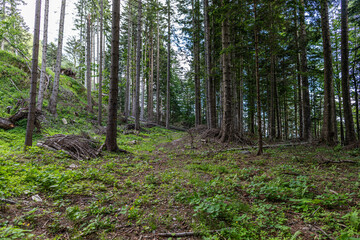 Obraz premium ampia vista panoramica che mostra gli alberi di un bosco di montagna dal basso e dall'interno, nel nord est Italia, di giorno, in estate