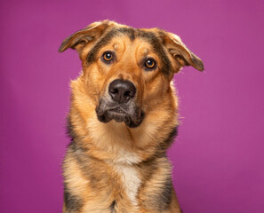 cute dog on an isolated background in a studio shot