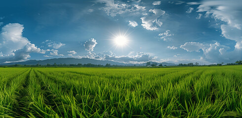 Spring green rice field with sun shining background