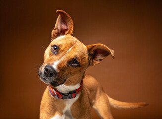 cute dog on an isolated background in a studio shot