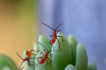 Insetos vermelhos ( Phthiacnemia picta) pousados em uma suculenta	
