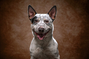 cute dog on an isolated background in a studio shot