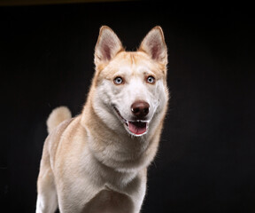 cute dog on an isolated background in a studio shot