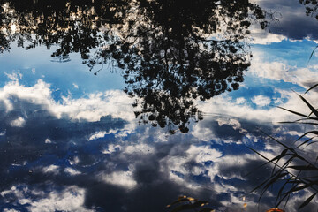 sagoma nera di un albero ricco di foglie e cielo con sfumature di blu e nuvole bianche riflesso sulla superficie d'acqua ferma di un lago © PhotoMet