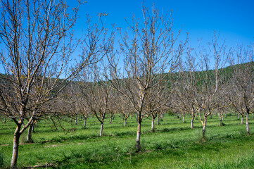 Plantation of high-quality PDO certified walnuts trees in Perigord Limousin Regional Natural Park,...