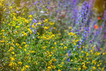 Blooming summer meadow, wild yellow pea flowers