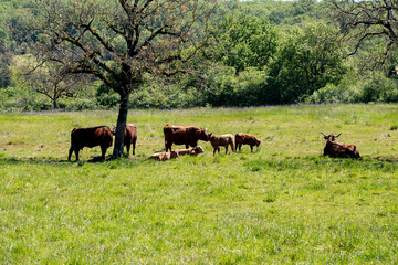 Green pastures with grazing cows in Perigord Limousin Regional Natural Park, Dordogne, France in spring