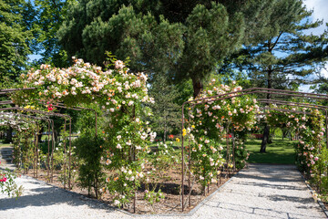 Blossom of white rose flowers growing in rosarium in public garden in Arcachon touristic town, France, in sunny day