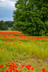 Colorful nature background, poppy and blue flax linen fields with many red poppy flowers, Charente, France in spring