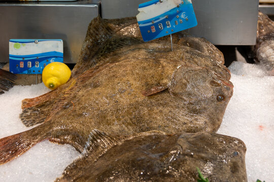 Turbot fish on ice on market, highly prized fish for its delicate flavour, brat, breet, britt, or butt fish