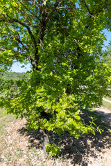 Truffle farm, cultivation of black winter Perigord truffles mushrooms, Tuber melanosporum, oak plantation, truffle hunting in winter on fields with oak trees