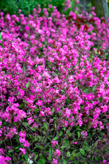 Pink blossom of Silene pendula catchfly ornamental plant in garden