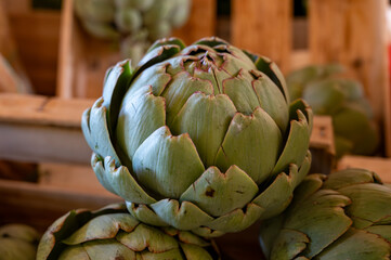 Fresh ripe green organic artichokes heads on local farmers market in Dordogne, France