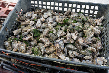 Travelling in France, old wooden huts and oysters farms in Gujan-Mestras village, cultivation and...