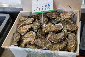 Fresh live different sizes oysters Fine de Claires in market hall ready to be eaten for lunch from oyster-farming village, Arcachon bay, Gujan-Mestras, Bordeaux, France
