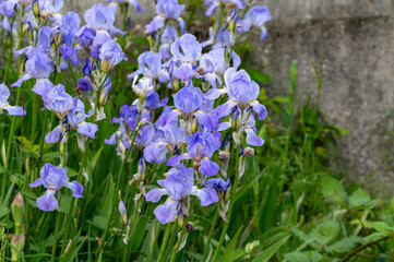 Lilac blue iris flowers, spring blossom of colorful irises in Provence, South of France, nature background