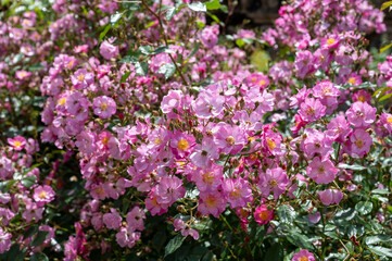 Blossom of pink rose rosehips flowers growing in public gardens in Bordeaux, France in sunny day.