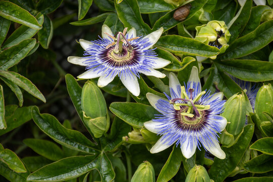 Botanical collection, beatiful flowers of passiflora plant with edible passion fruits