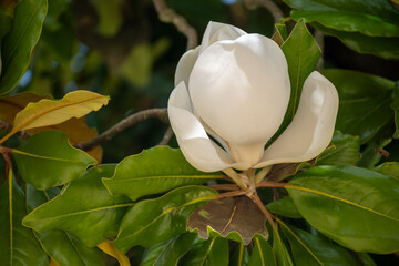 White blossom of tropical magnolia grandiflora evergreen tree