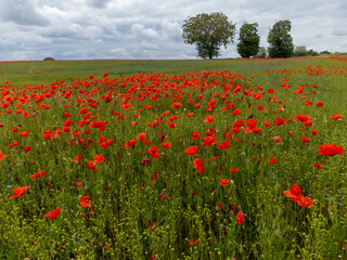 Colorful nature background, poppy and blue flax linen fields with many red poppy flowers, Charente, France in spring