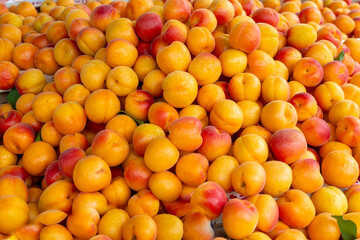 New harvest of fresh ripe sweet yellow-red apricots fruits in Provence, France