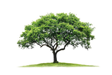 Obraz premium one Green tree isolated on white, Green trees isolated on transparent background forest and summer foliage for both print and web with cut path
