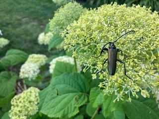A bug sitting on a hydrangea hortensia flower