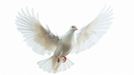 Fototapeta premium White dove pigeon bird isolated on white wallpaper background 