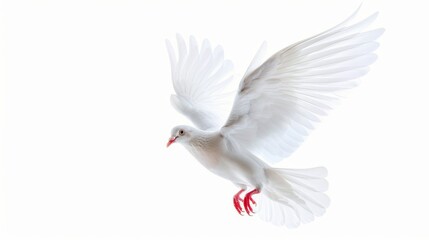 Obraz premium White dove pigeon bird isolated on white wallpaper background 