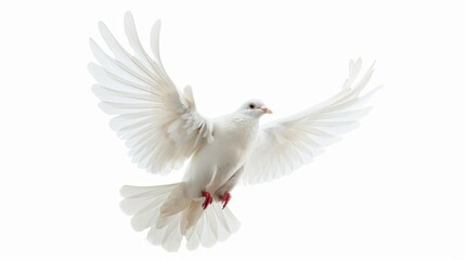 Obraz premium White dove pigeon bird isolated on white wallpaper background 