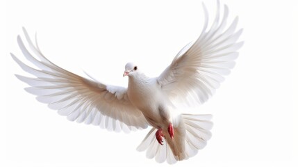 White dove pigeon bird isolated on white wallpaper background

