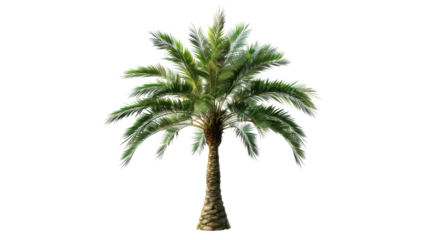Palm tree on white background