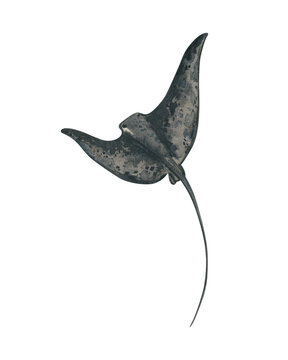 recommend clip art: Hand drawn stingray isolated on white background. Ocean underwater  watercolor animal illustration. 