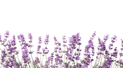 Naklejka premium Lavander on white backgroud