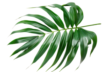 Green leaves of palm tree isolated on white background with cut path