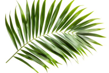 Green leaves of palm tree isolated on white background with cut path