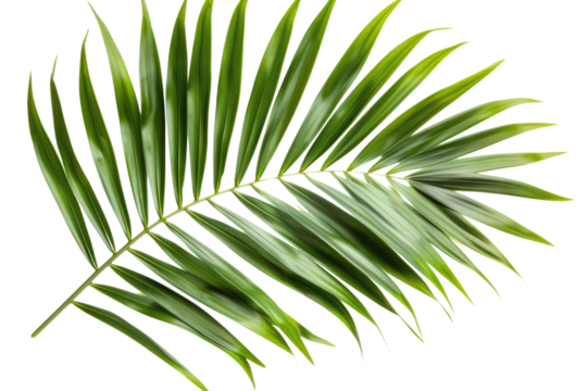 Green leaves of palm tree isolated on white background with cut path