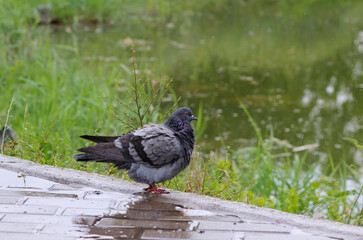 dove under the rain

