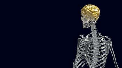 The crystal skeleton and gold brain for education or health concept 3d rendering. .