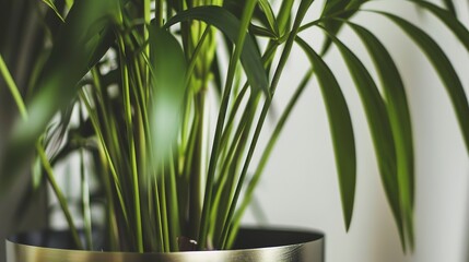 Obraz premium Close-up of a kentia palm in a sleek metallic pot, deep green fronds, modern minimalist setting. 