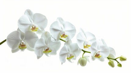Flowers orchid branch floral isolated on white wallpaper background
