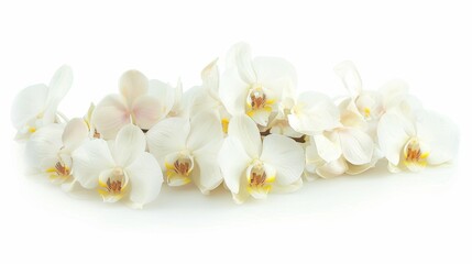 Obraz premium Flowers orchid branch floral isolated on white wallpaper background