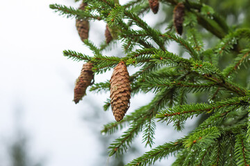 Green branches of a fir tree close-up. Evergreen coniferous tree in a summer forest.