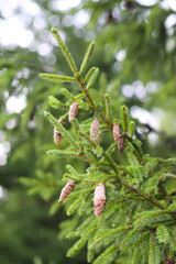 Green branches of a fir tree close-up. Evergreen coniferous tree in a summer forest.