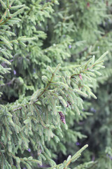 Green branches of a fir tree close-up. Evergreen coniferous tree in a summer forest.