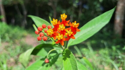 red and yellow flower