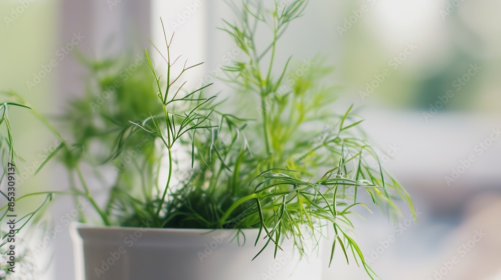 Poster Close-up of dill in a glossy white pot, slender stems and feathery leaves, bright, clear morning. 